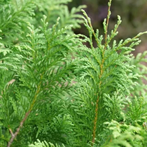 False Cypress Chamaecyparis pisifera 4