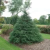 False Cypress Haywire - 4" Pot - Unusual Evergreen Tree