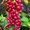 False Solomon's Seal Plants - 3 Bare Root Organic Maianthemum Racemosum - Native Wildflower