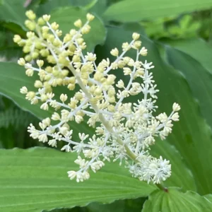 False Solomon's Seal Plants - 3 Bare Root Organic Maianthemum Racemosum - Native Wildflower