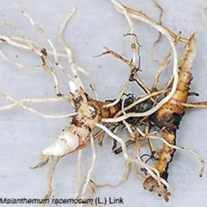 False Solomon's Seal Plants - 5 Bare Root Organic Wildflower Native Transplant