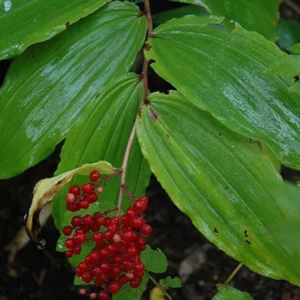 False Solomon's Seal Plants - 5 Bare Root Organic Wildflower Native Transplant