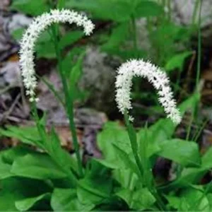 False Unicorn Plant Chamaelirium Luteum Bare Root Organic Wildflower Native Star Root