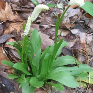 False Unicorn Plant Chamaelirium Luteum Bare Root Organic Wildflower Native Star Root