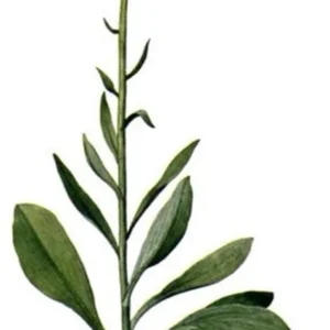False Unicorn Plant Chamaelirium Luteum Bare Root Organic Wildflower Native Star Root
