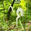 False Unicorn Plants Chamaelirium Luteum - 10 Bare Root Native Wildflower Organic Star Roots