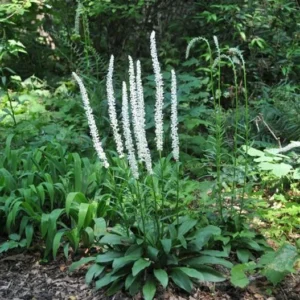 False Unicorn Plants Chamaelirium Luteum - 10 Bare Root Native Wildflower Organic Star Roots