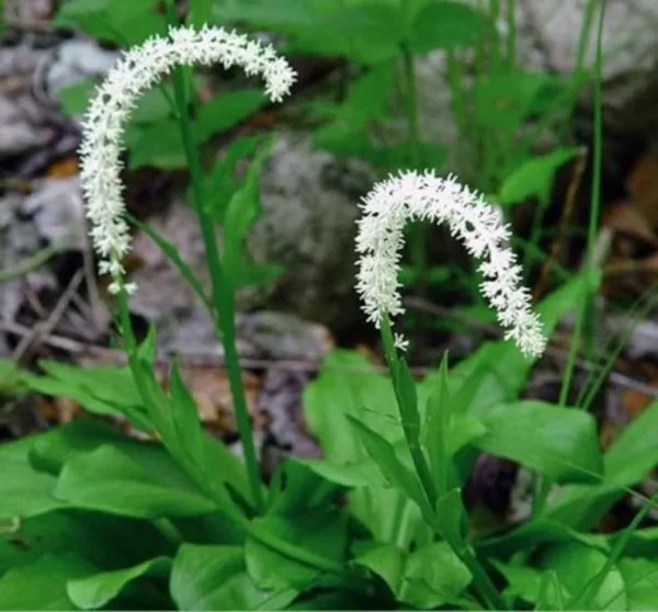 False Unicorn Plants Chamaelirium Luteum Bare Root - 5 Native Wildflower Organic Plants