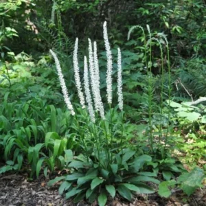 False Unicorn Plants Chamaelirium Luteum Bare Root - 5 Native Wildflower Organic Plants