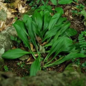 False Unicorn Plants Chamaelirium Luteum Bare Root - 5 Native Wildflower Organic Plants