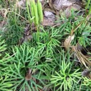 Fan Clubmoss Ground Cover - 10 Evergreen Native Transplants - Lycopodium Complanatum