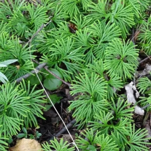 Fan Clubmoss Ground Cover - 10 Evergreen Native Transplants - Lycopodium Complanatum
