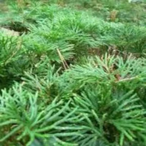 Fan Clubmoss Ground Cover - 10 Evergreen Native Transplants - Lycopodium Complanatum