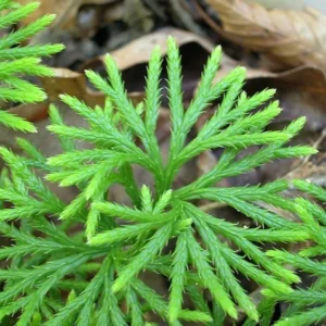 Fan Clubmoss Ground Cover - 10 Evergreen Native Transplants - Lycopodium Complanatum