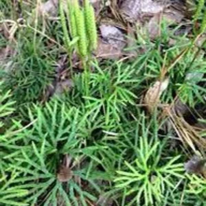 Fan Clubmoss Ground Cover - 3 Evergreen Lycopodium Complanatum Native Transplants