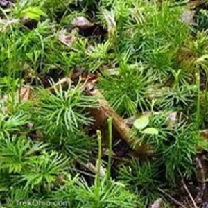 Fan Clubmoss Ground Cover - 3 Evergreen Lycopodium Complanatum Native Transplants