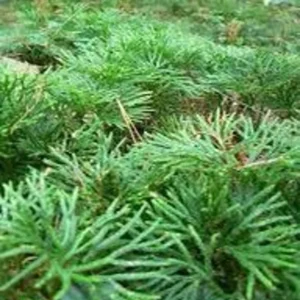Fan Clubmoss Ground Cover - 3 Evergreen Lycopodium Complanatum Native Transplants