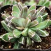 Faucaria Stomatium Rare Hybrid Succulent - 2 Inch Pot - Unique Purple & White Succulent