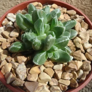 Faucaria Stomatium Rare Hybrid Succulent - 2 Inch Pot - Unique Purple & White Succulent