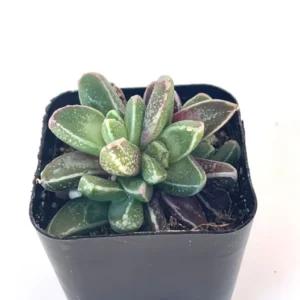 Faucaria Stomatium Rare Hybrid Succulent - 2 Inch Pot - Unique Purple & White Succulent