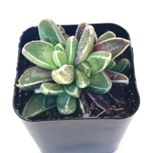 Faucaria Stomatium Rare Hybrid Succulent - 2 Inch Pot - Unique Purple & White Succulent