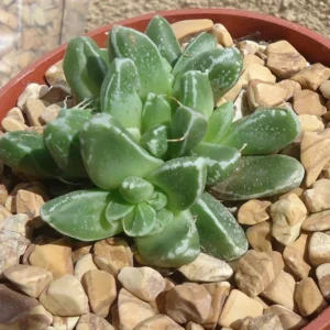 Faucaria Stomatium Rare Hybrid Succulent - 2 Inch Pot - Unique Purple & White Succulent