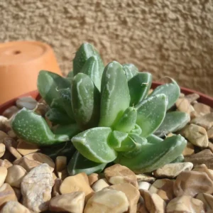 Faucaria Stomatium Rare Hybrid Succulent - 2 Inch Pot - Unique Purple & White Succulent