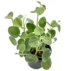 Felted Peperomia incana Succulent Plant 2.5 inch Pot