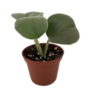 Felted Peperomia incana Succulent Plant 2.5 inch Pot