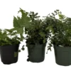 Fern Assortment - 3 Pack Potted Ferns - 4 Inch Indoor Plants