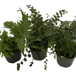 Fern Assortment - 3 Pack Potted Ferns - 4 Inch Indoor Plants
