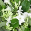 Fernaldia Pandurata Seeds - White Loroco Climbing Vine - Perennial Plant Seeds
