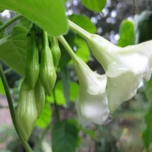 Fernaldia Pandurata Seeds - White Loroco Climbing Vine - Perennial Plant Seeds