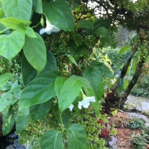 Fernaldia Pandurata Seeds - White Loroco Climbing Vine - Perennial Plant Seeds