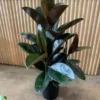 Ficus Decora Burgundy Live Potted House Plant 4-inch Pot Indoor Air Purifier