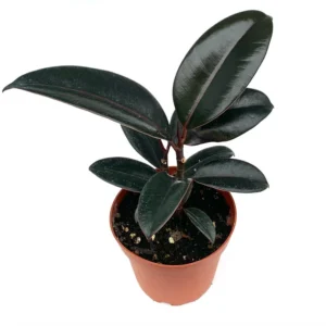Ficus Decora Burgundy Live Potted House Plant 4-inch Pot Indoor Air Purifier