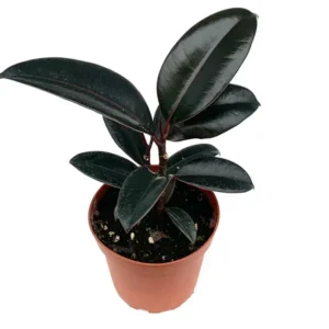 Ficus Decora Burgundy Live Potted House Plant 4-inch Pot Indoor Air Purifier