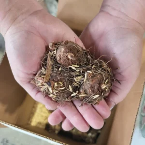 Fiesta Caladium Bulbs Planting Jumbo - Perennial Hostas & Elephant Ears