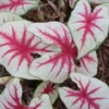Fiesta Caladium Bulbs for Planting – Perennial Hostas & Elephant Ears – 2 Bulbs