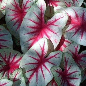 Fiesta Caladium Bulbs for Planting – Perennial Hostas & Elephant Ears – 2 Bulbs