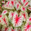 Fiesta Caladium Bulbs for Planting – Perennial Hostas & Elephant Ears – 2 Bulbs
