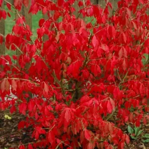 Fire Ball Burning Bush Euonymus Alatus - 4 Inch Potted Shrub
