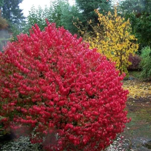 Fire Ball Burning Bush Euonymus Alatus - 4 Inch Potted Shrub