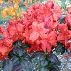 Fireball Deciduous Azalea Plant 4