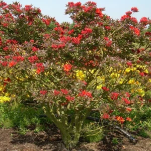 Fireball Deciduous Azalea Plant 4" Pot - Orange-Red Blooms