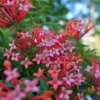 Firecracker Bush Bouvardia - Estrellita Little Star Plant - 4 inch Pot - Red Orange Hot Pink Blooms