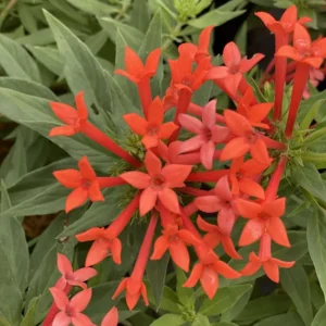 Firecracker Bush Bouvardia - Estrellita Little Star Plant - 4 inch Pot - Red Orange Hot Pink Blooms
