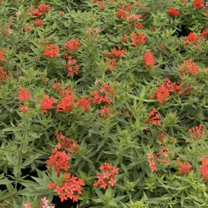 Firecracker Bush Bouvardia - Estrellita Little Star Plant - 4 inch Pot - Red Orange Hot Pink Blooms