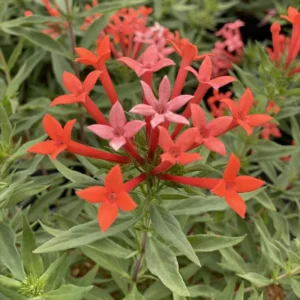 Firecracker Bush Bouvardia - Estrellita Little Star Plant - 4 inch Pot - Red Orange Hot Pink Blooms