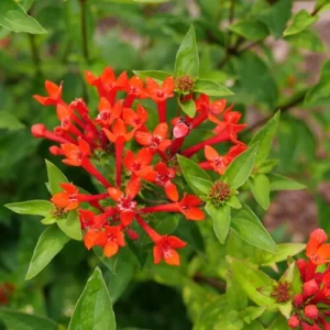Firecracker Bush Bouvardia - Estrellita Scarlet - 4 inch Potted Plant - Red Blooms
